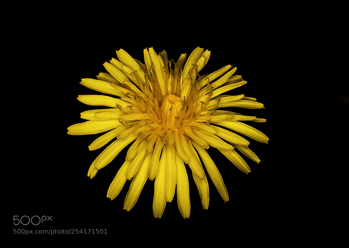 Nikon D5000 sample photo. Yellow flower photography