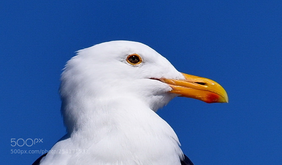 Nikon D7200 sample photo. Seagull watching the ocean photography