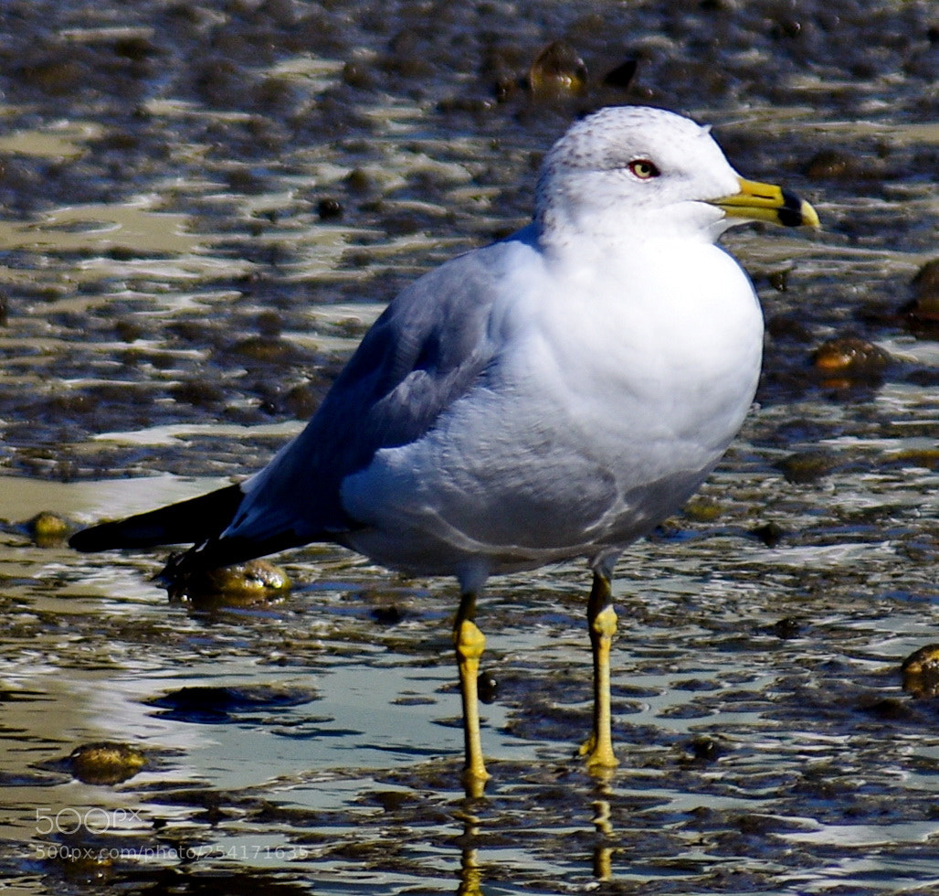 Nikon D7200 sample photo. Baby seagull at the photography