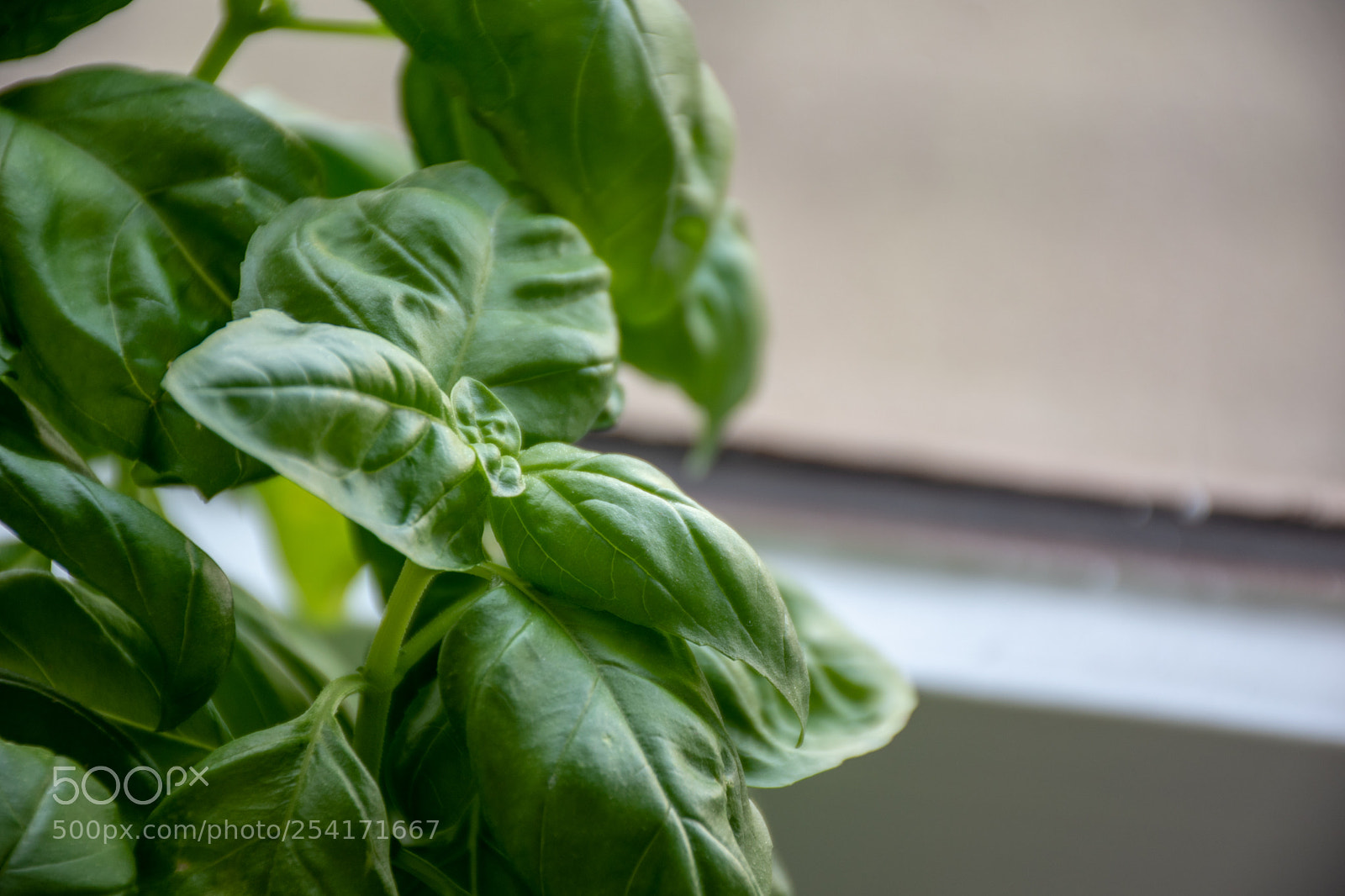 Nikon D5600 sample photo. Basil photography