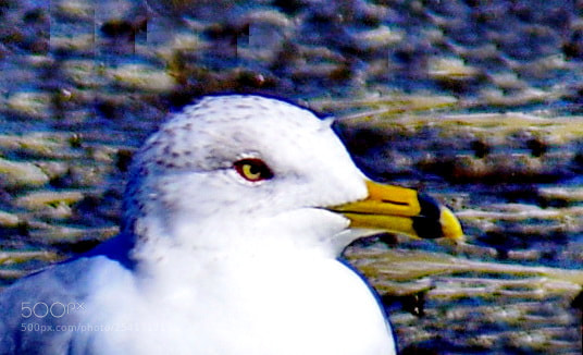 Nikon D7200 sample photo. Baby seagull at the photography