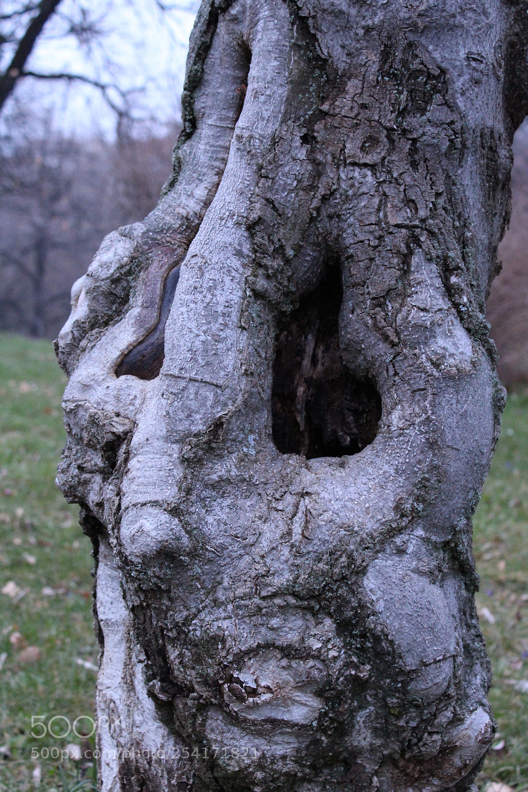 Canon EOS 1300D (EOS Rebel T6 / EOS Kiss X80) sample photo. A mysterious tree photography