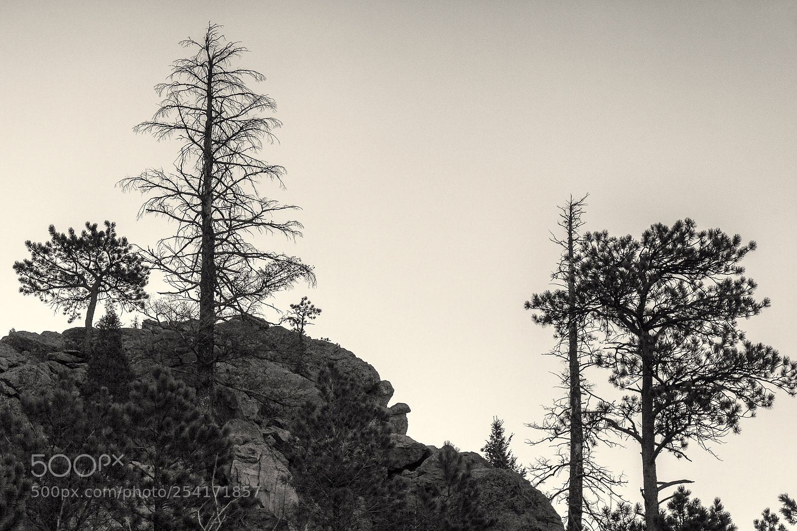 Canon EOS 5D Mark II sample photo. Still standing tall photography