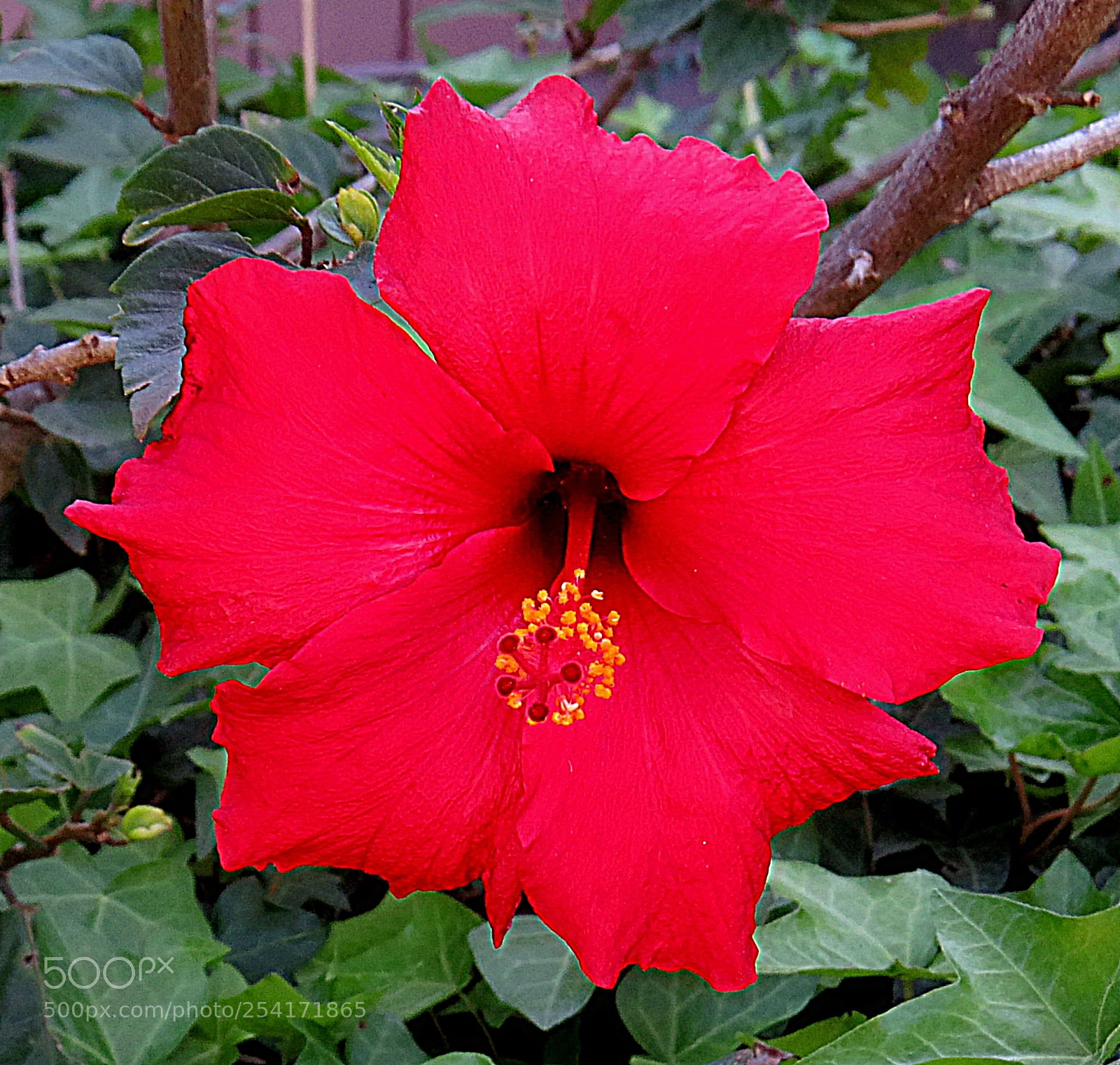 Canon PowerShot SX50 HS sample photo. A red hibiscus flower photography