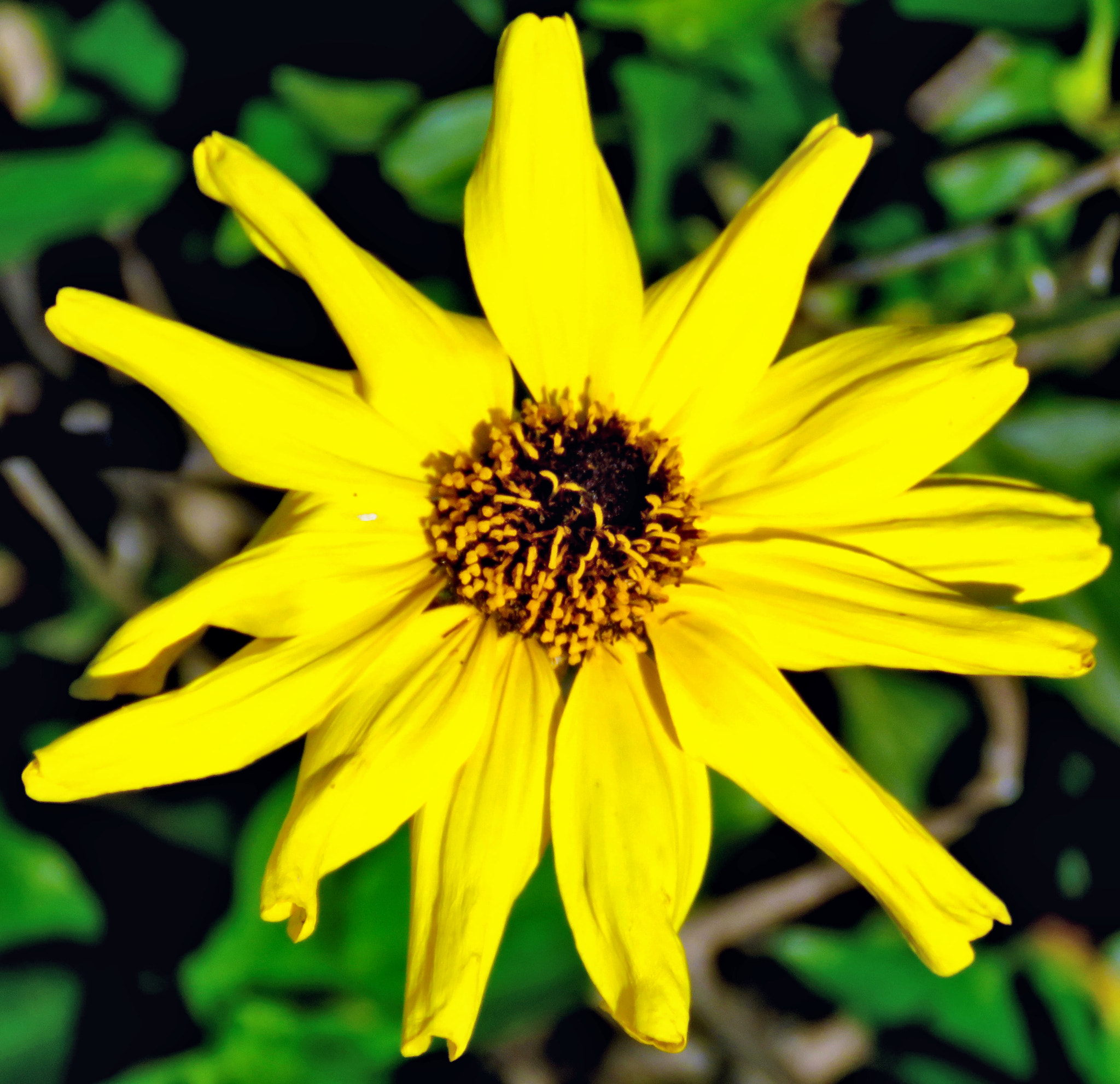 Canon PowerShot SX60 HS sample photo. Gold daisy flower photography