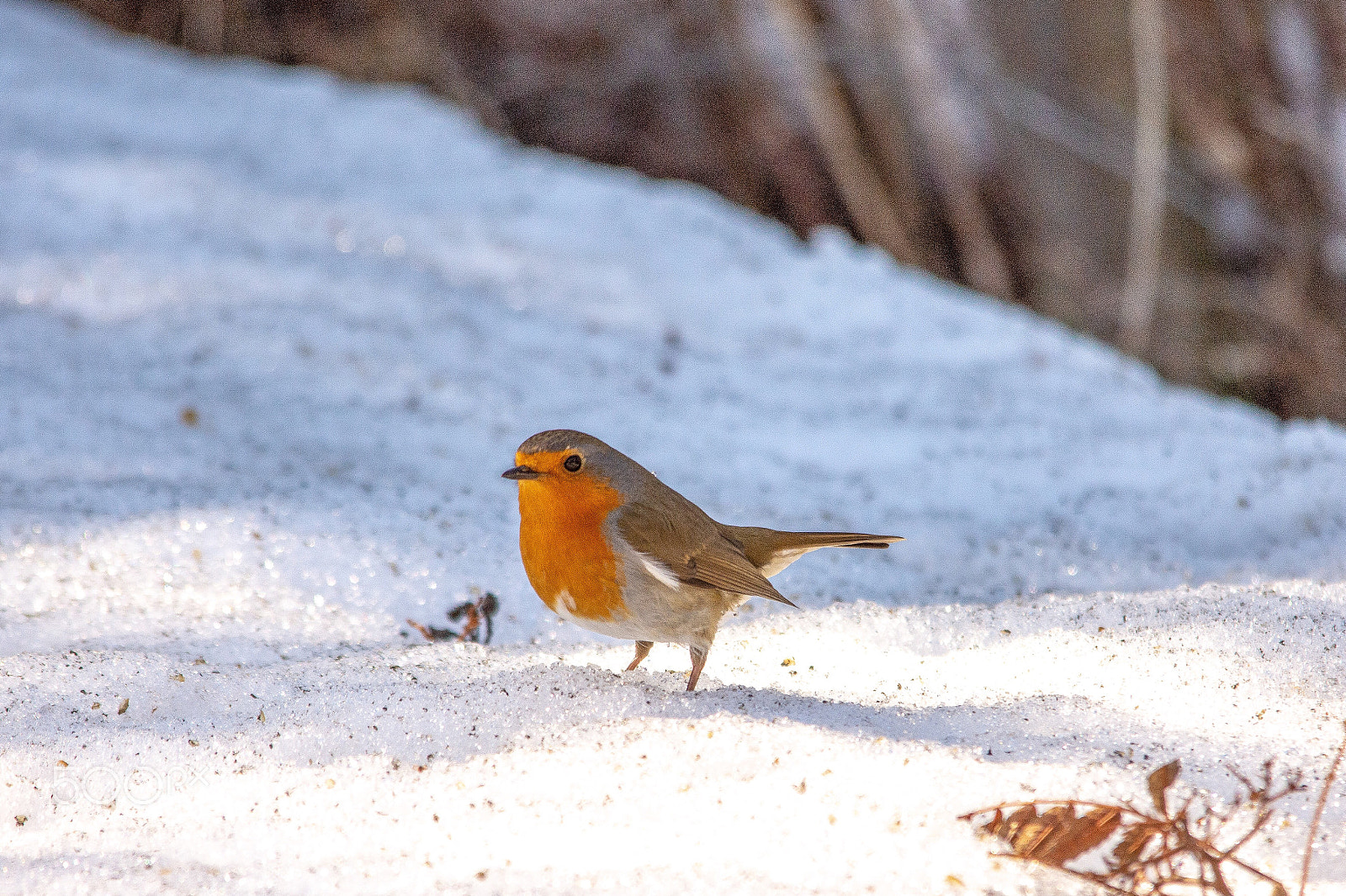 Nikon D7200 sample photo. Robin on snow photography