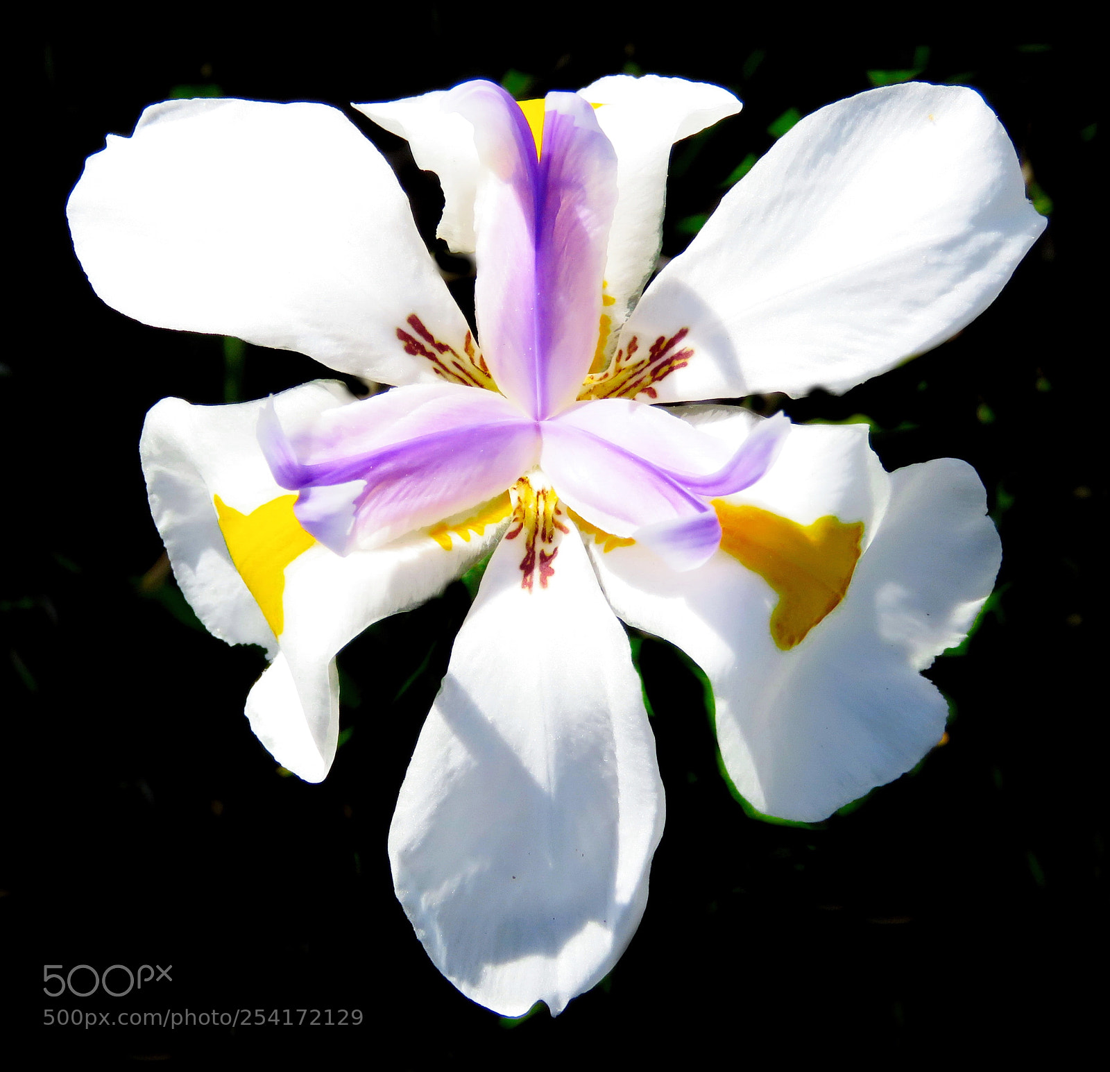 Canon PowerShot SX60 HS sample photo. A white iris flower photography