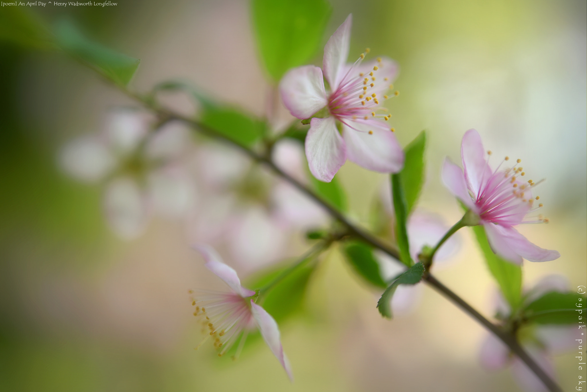 Nikon AF-S Micro-Nikkor 60mm F2.8G ED sample photo. An april day ** photography