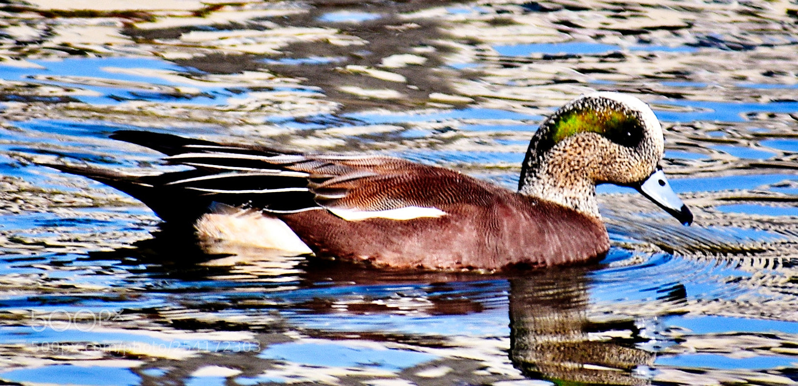 Nikon D7200 sample photo. Green duck swimming in photography