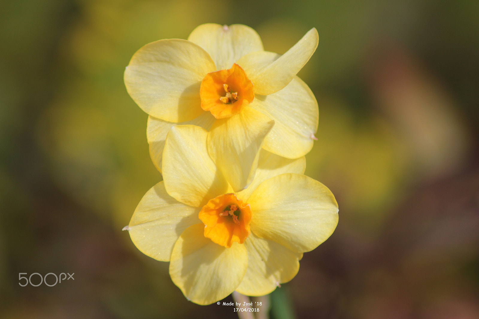 Canon EOS 550D (EOS Rebel T2i / EOS Kiss X4) sample photo. Yellow flower photography