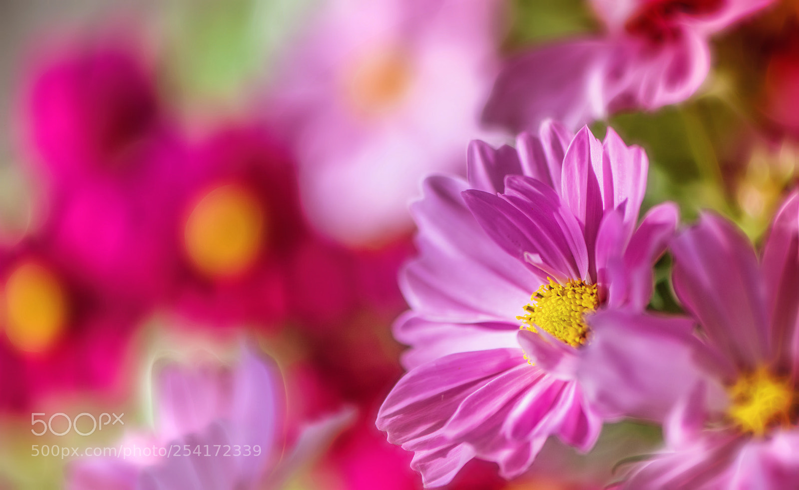 Nikon D850 sample photo. Pink shades photography