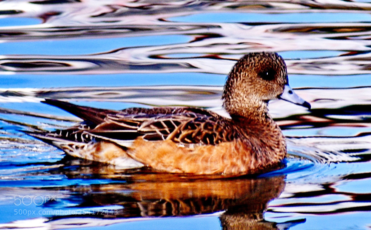 Nikon D7200 sample photo. Brown duck swimming in photography