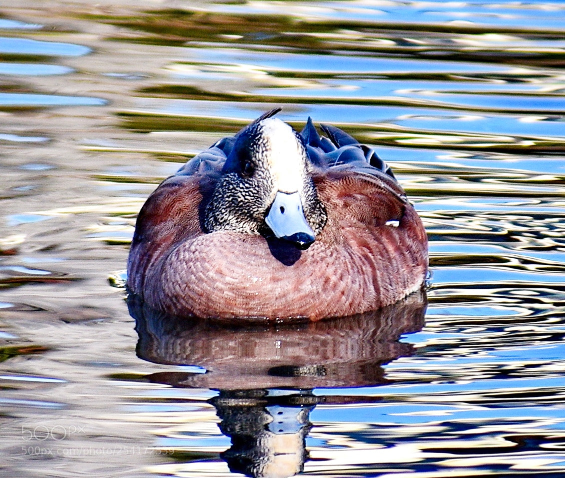 Nikon D7200 sample photo. A duck swimming over photography