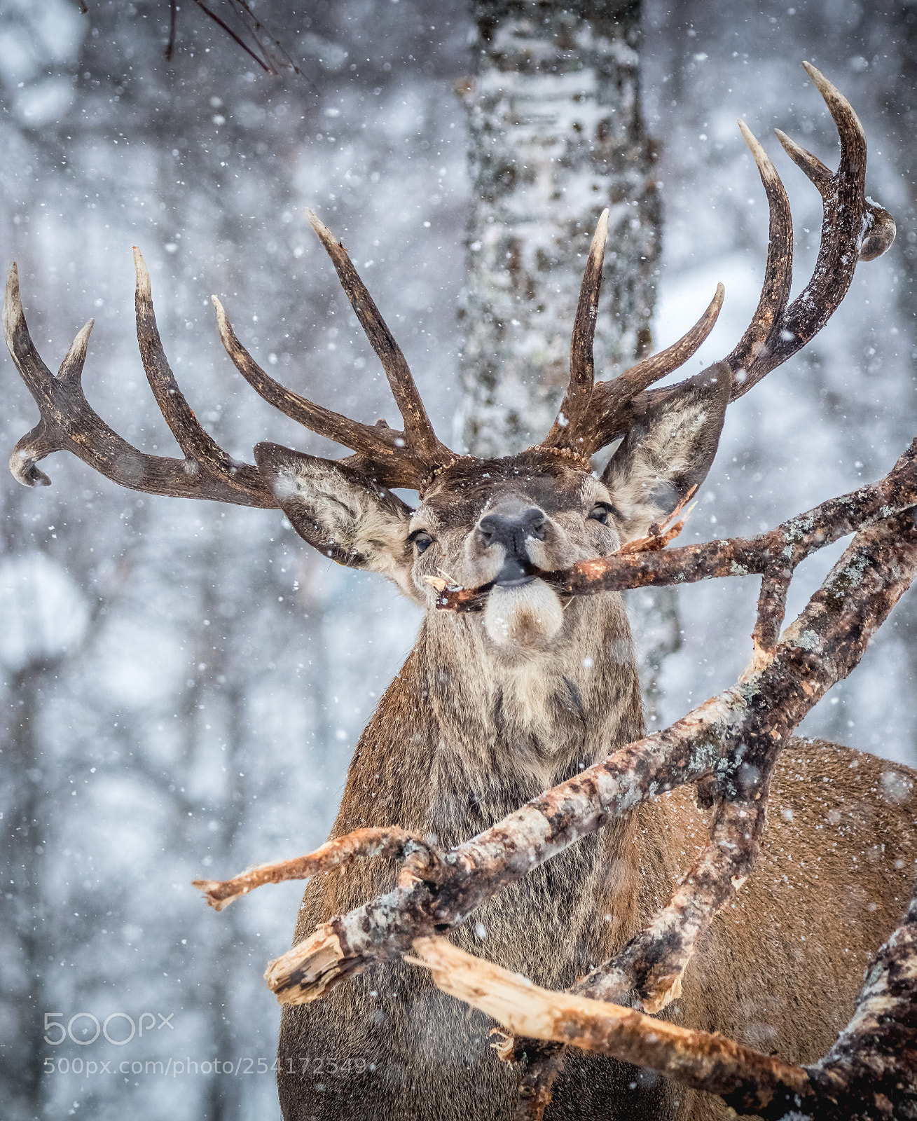 Canon EOS 80D sample photo. Snowy stag - red photography