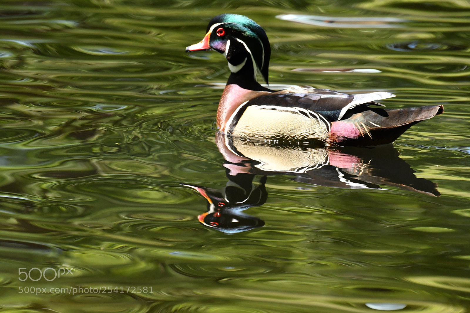 Nikon D500 sample photo. Wood duck reflection  photography
