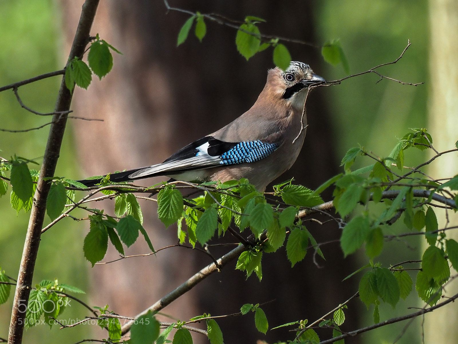 Olympus OM-D E-M1 Mark II sample photo. Eurasian jay photography