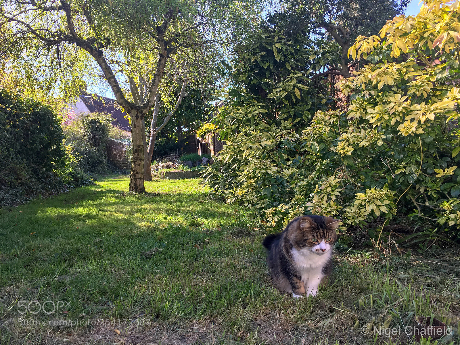 Apple iPhone SE sample photo. Small cat in a photography