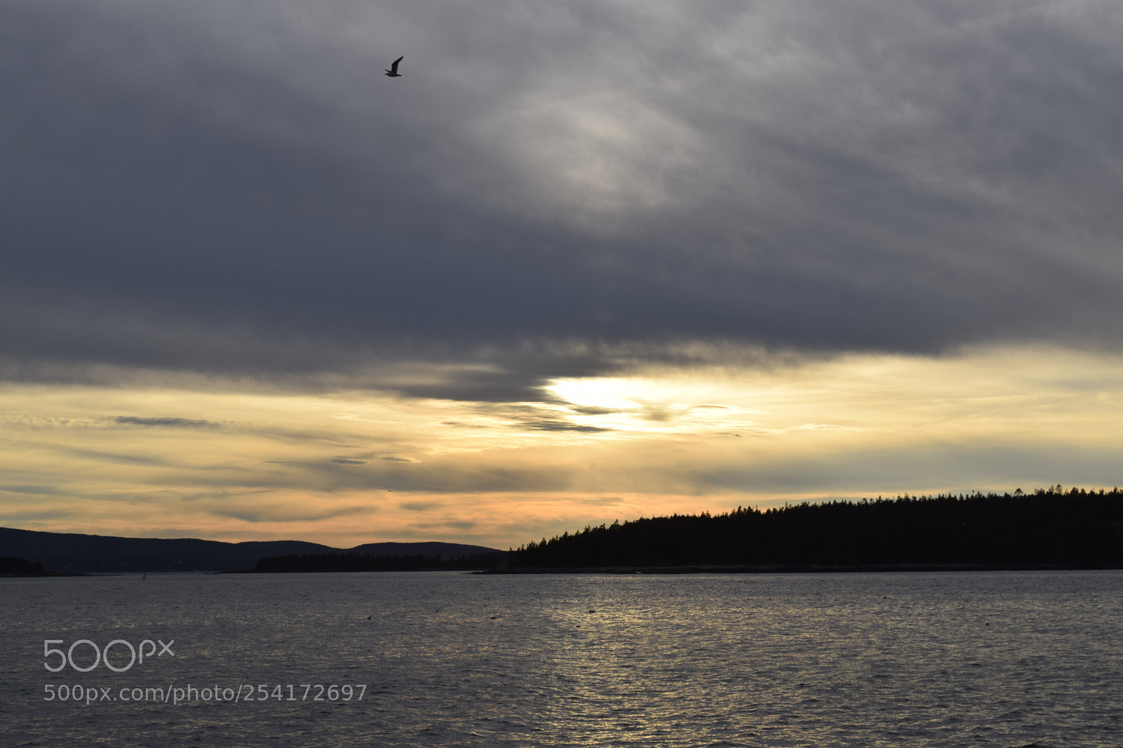 Nikon D3300 sample photo. The lone bird photography