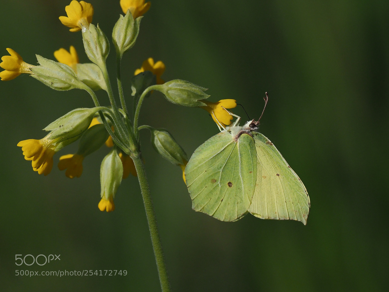 Olympus OM-D E-M1 Mark II sample photo. Brimstone butterfly photography