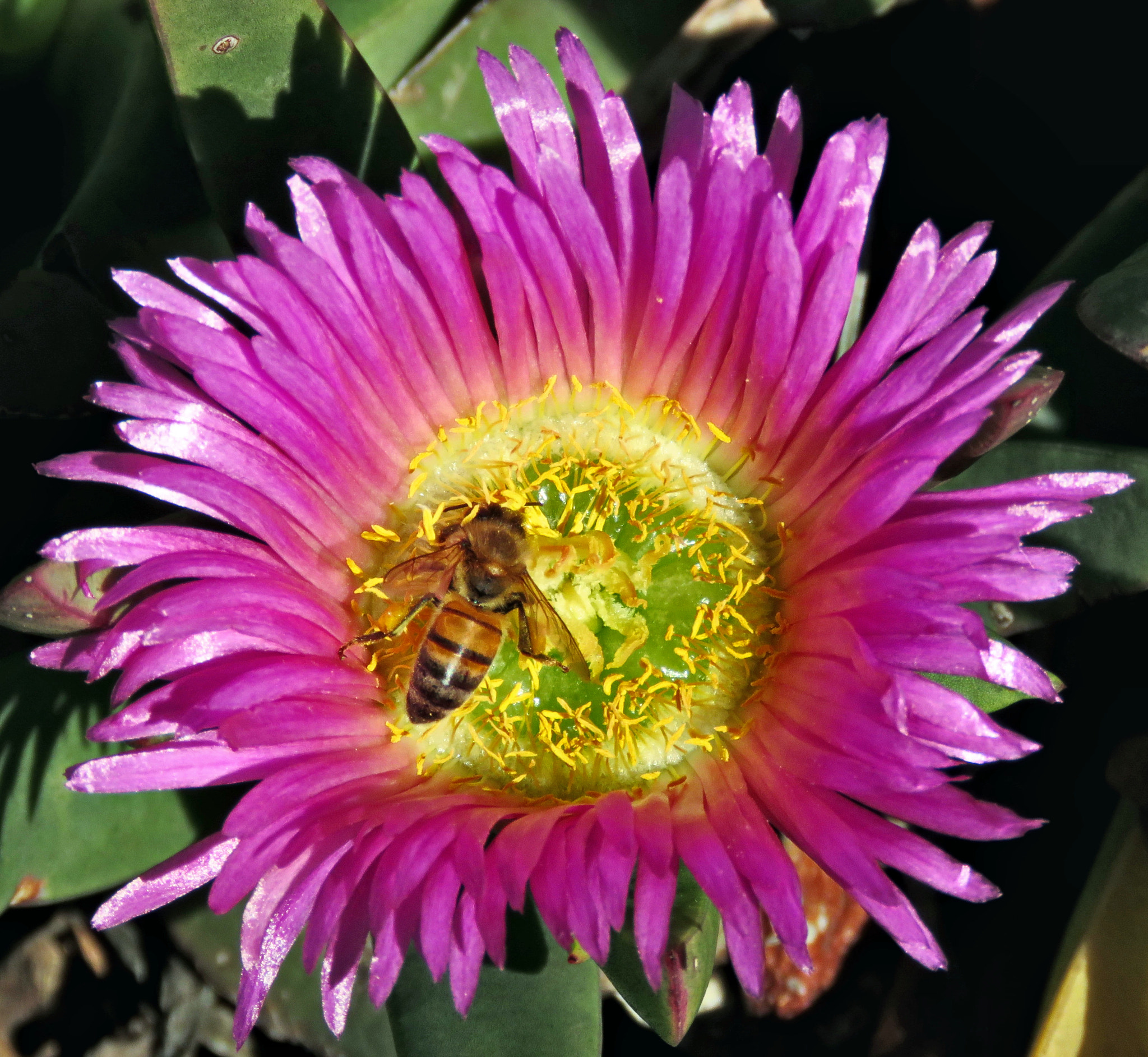 Canon PowerShot SX60 HS + 3.8 - 247.0 mm sample photo. Bee enjoying a purple dandelion photography