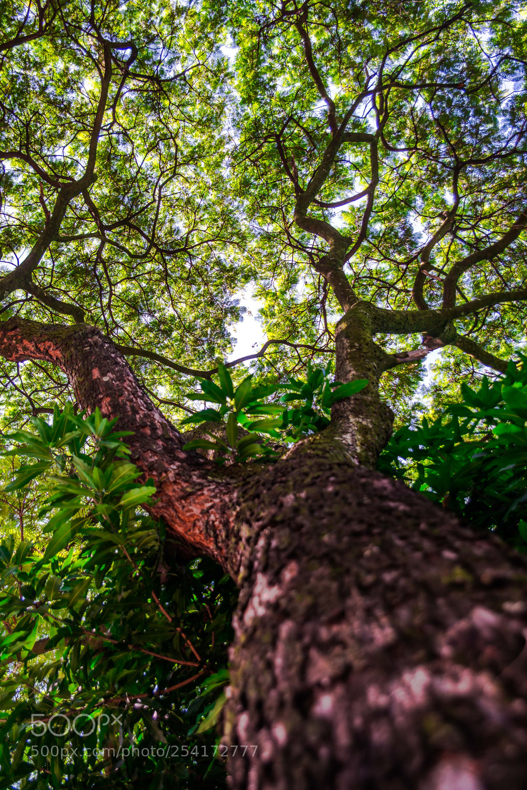 Nikon D610 sample photo. Mosaicos verdes ii x photography
