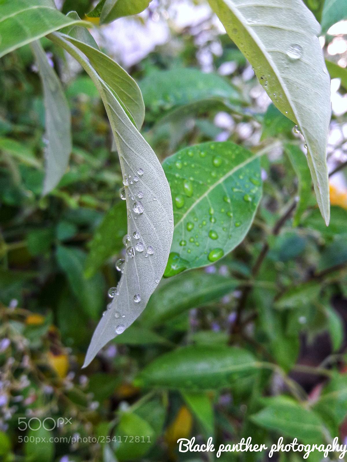 Samsung Galaxy J7 sample photo. Morning dew... photography