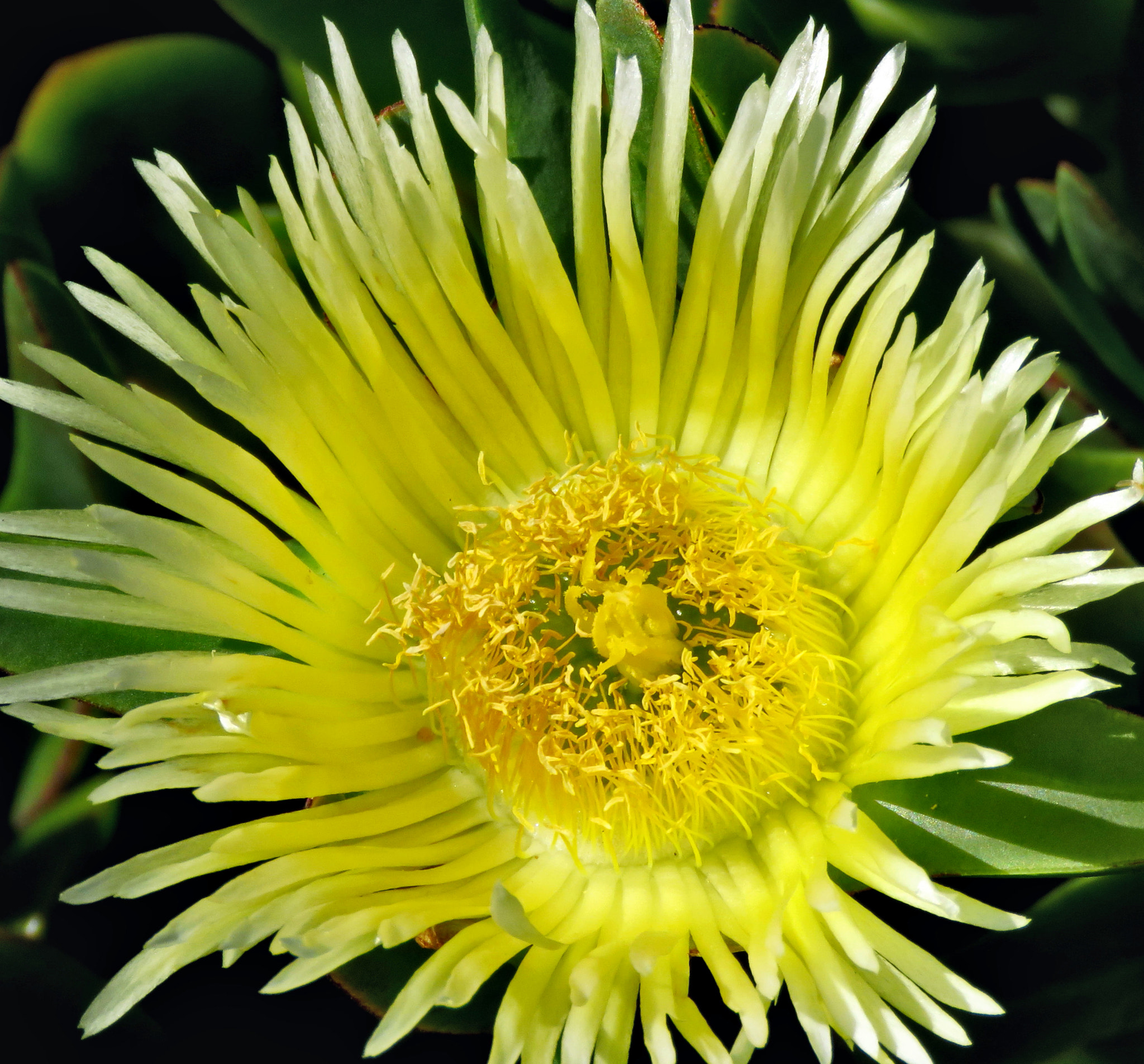 Canon PowerShot SX60 HS sample photo. Yellow dandelion flower photography