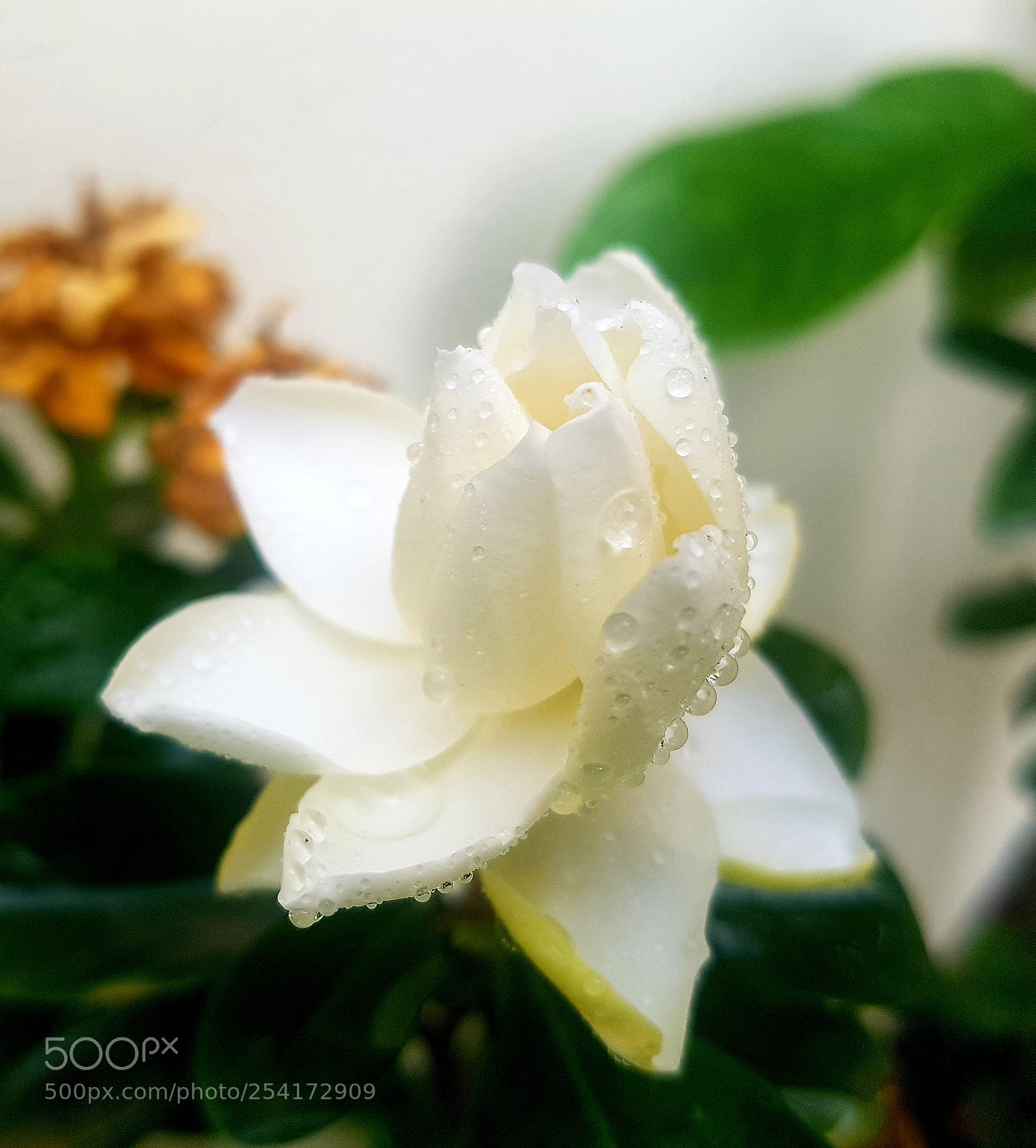 Samsung Galaxy S7 sample photo. Untitled photography