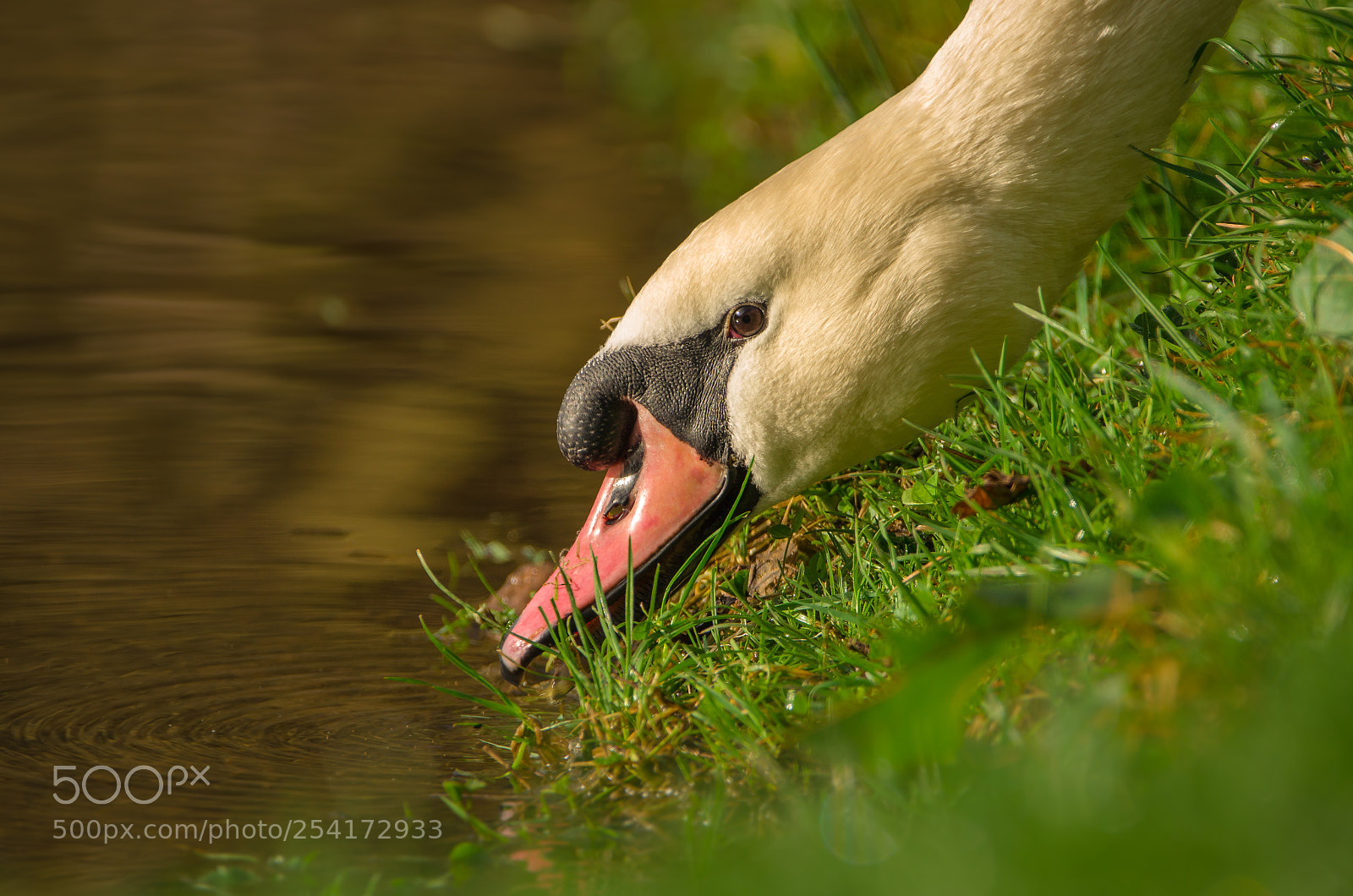 Nikon D5100 sample photo. Mute swan photography