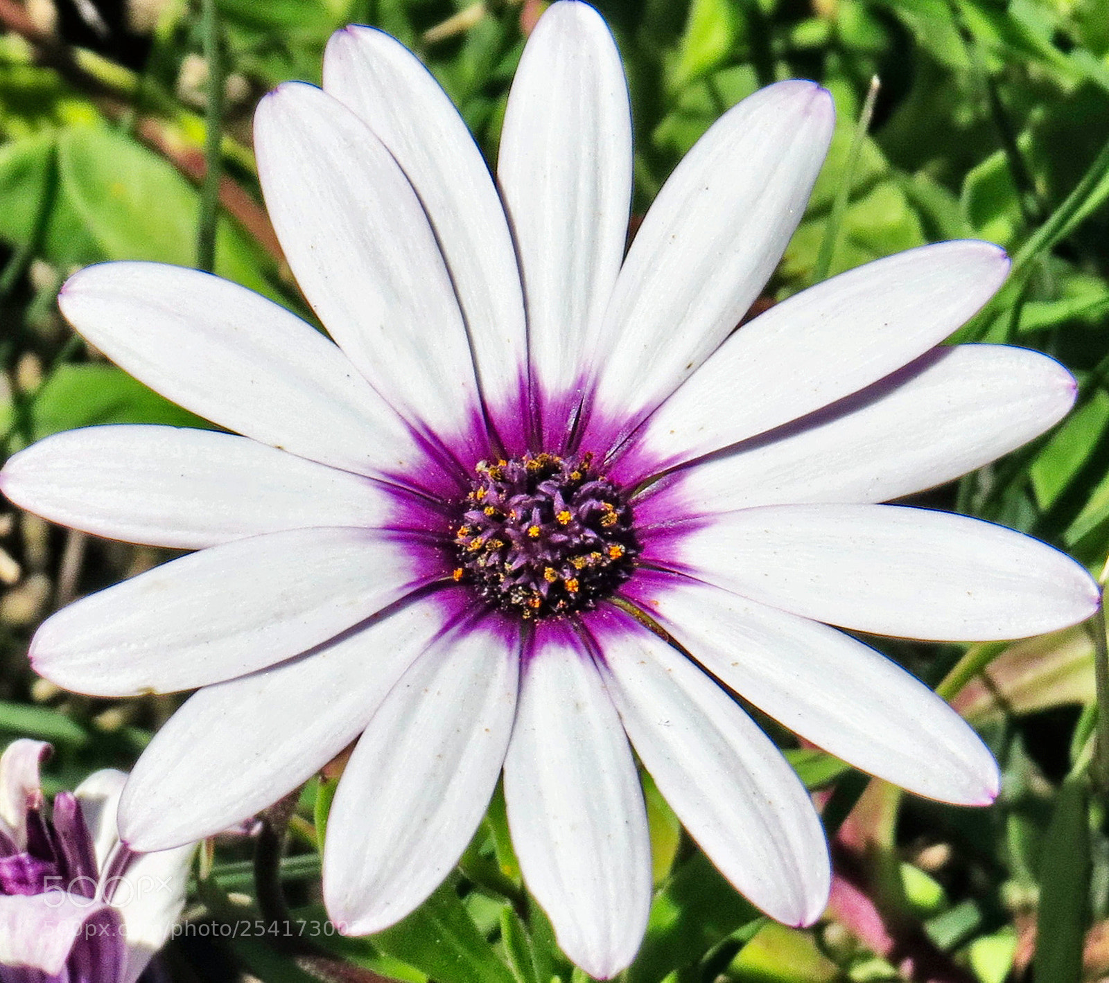 Canon PowerShot SX50 HS sample photo. A white and purple photography