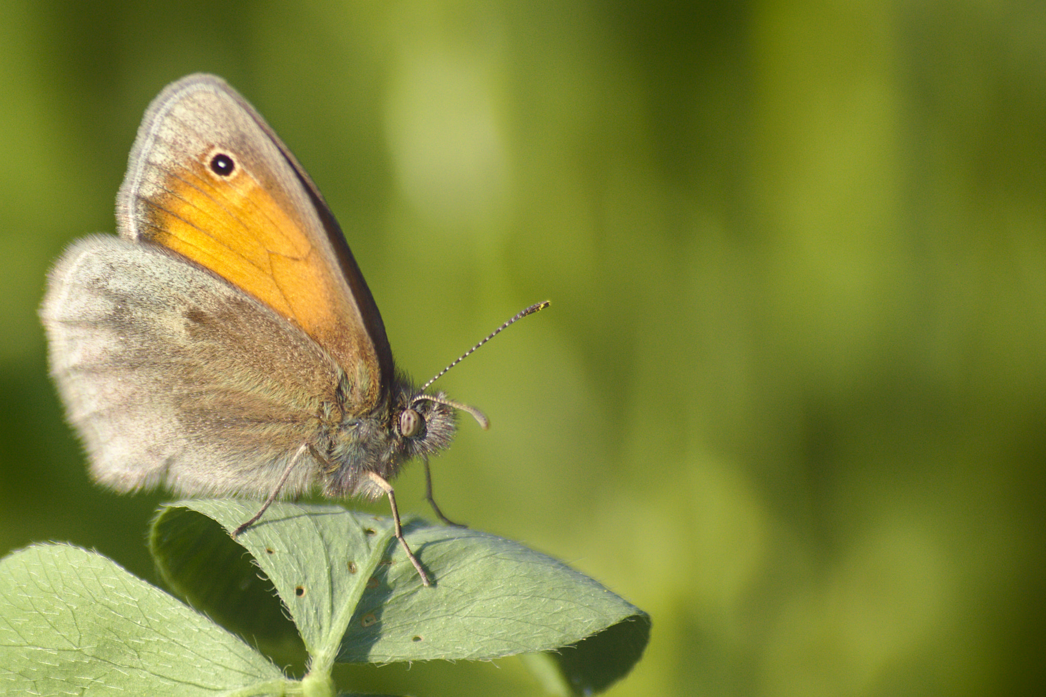 Sigma 70-300mm F4-5.6 APO DG Macro sample photo. Coenonympha pamphilus photography