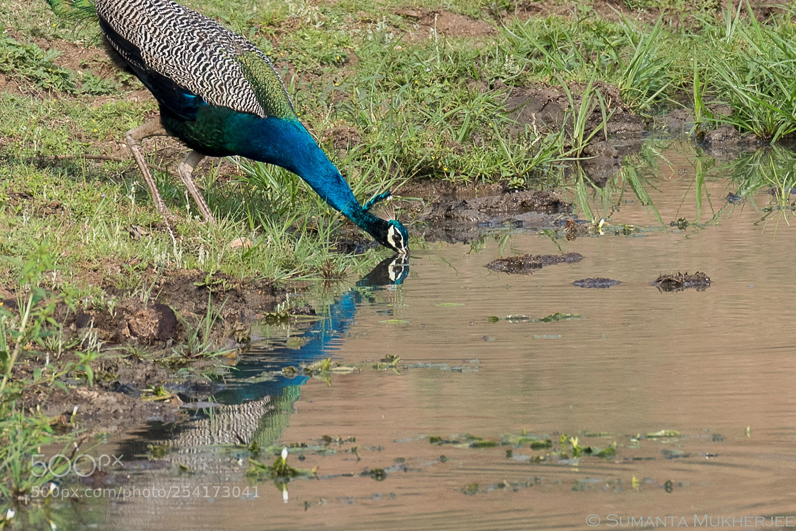 Nikon D810 sample photo. Thirst photography