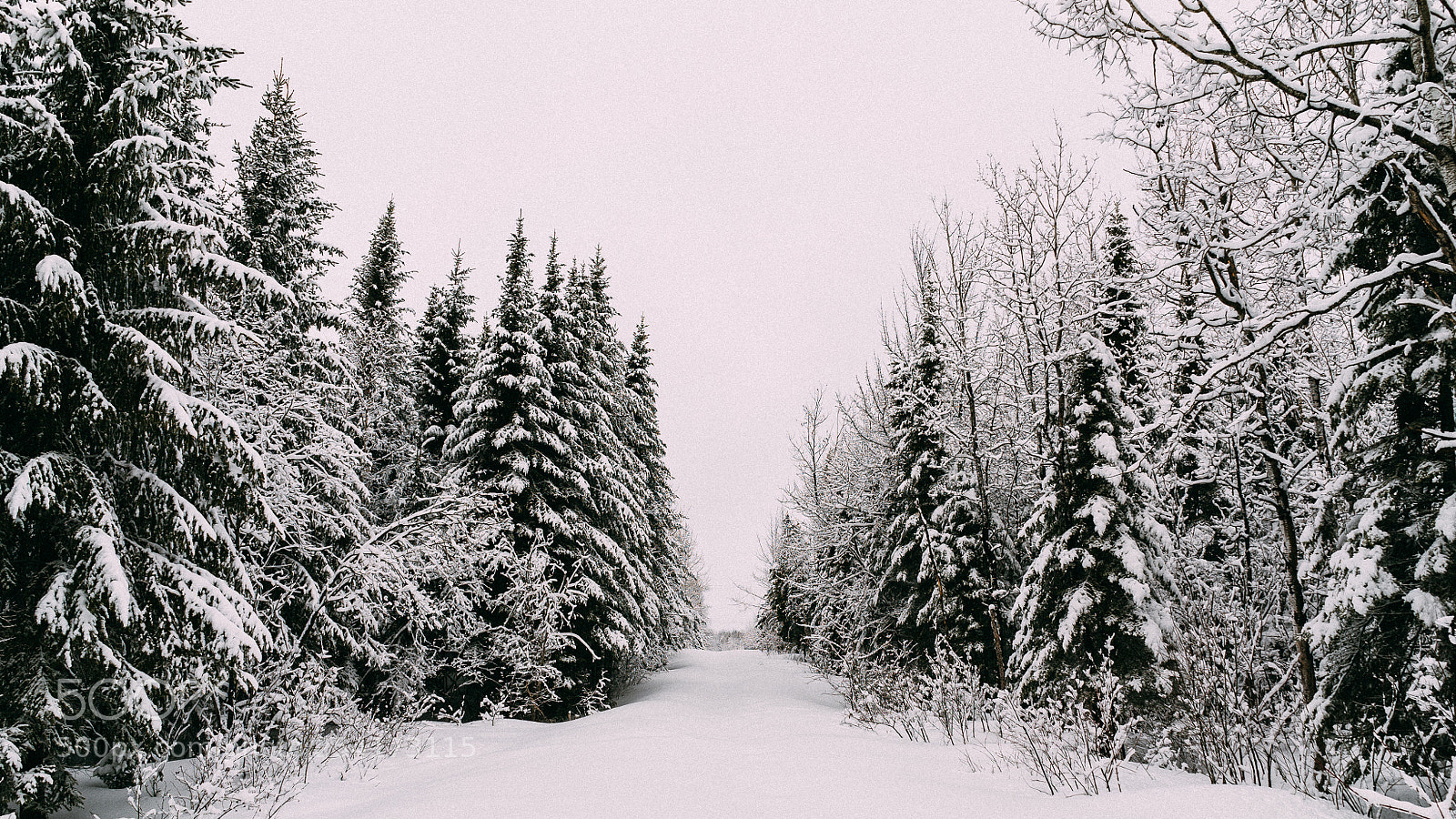 Sony a7S sample photo. Winter are coming back photography