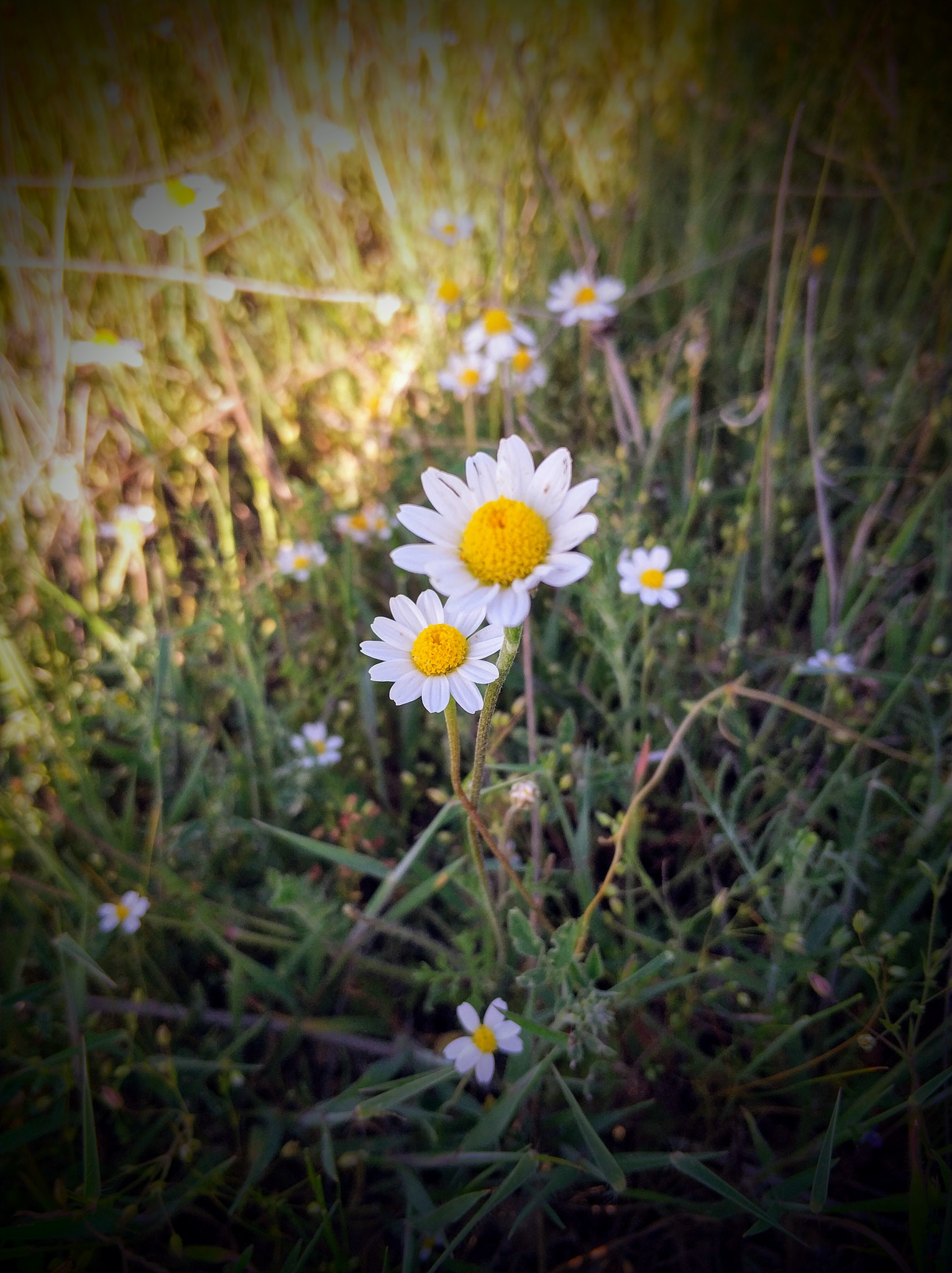 Xiaomi Mi Note 3 sample photo