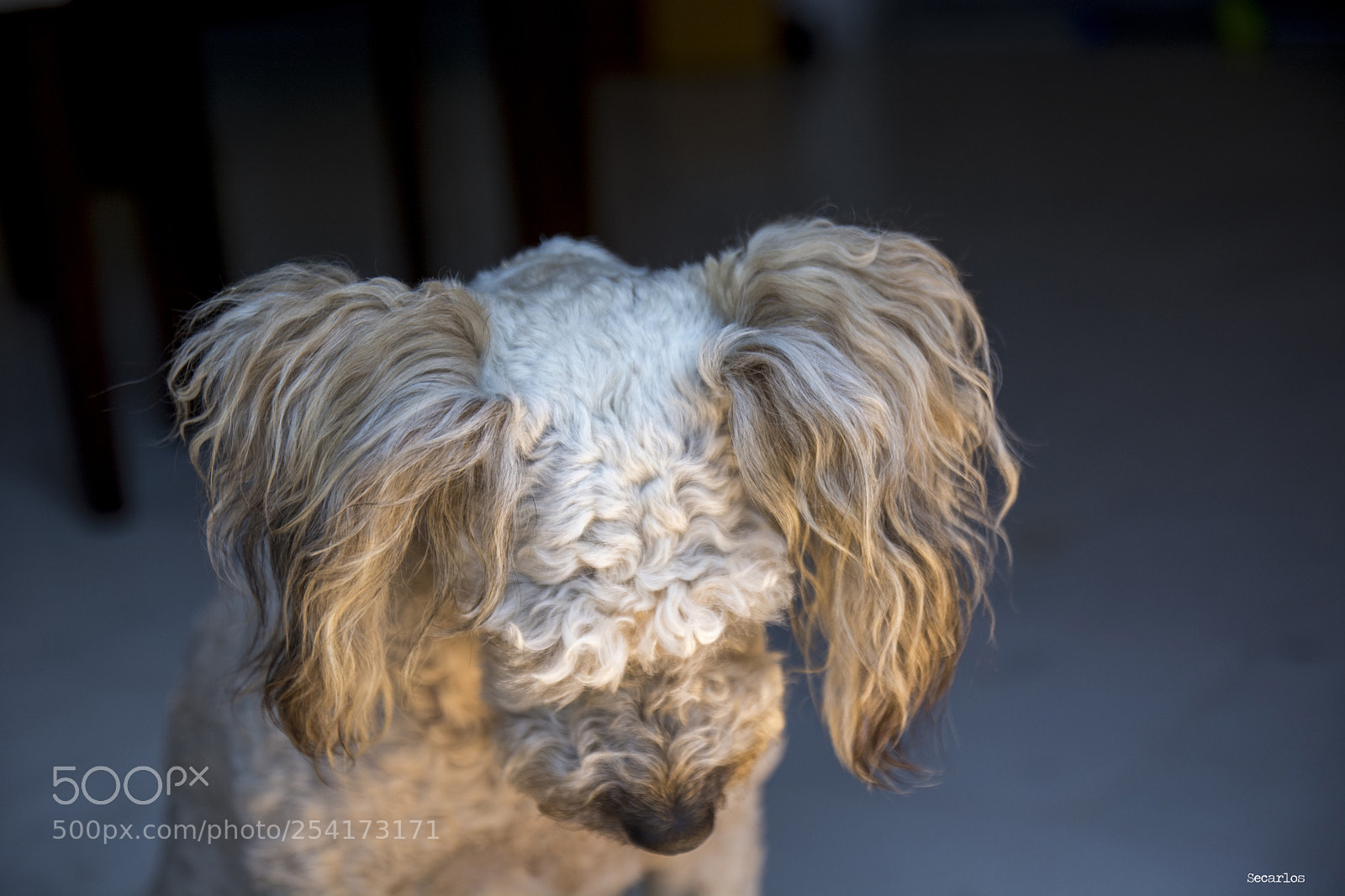 Nikon D7100 sample photo. Guilty? photography