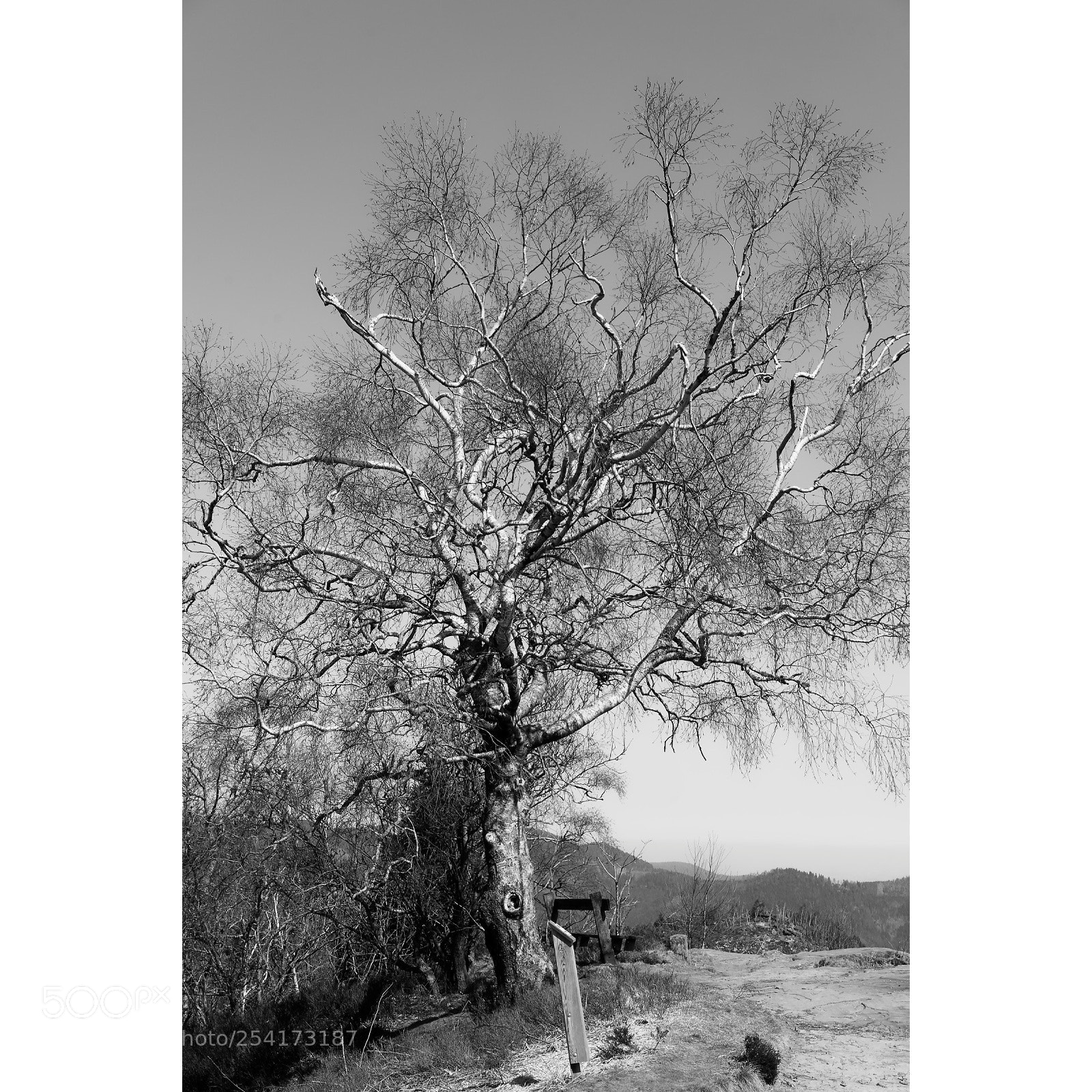Sony a7 II sample photo. Untitled photography