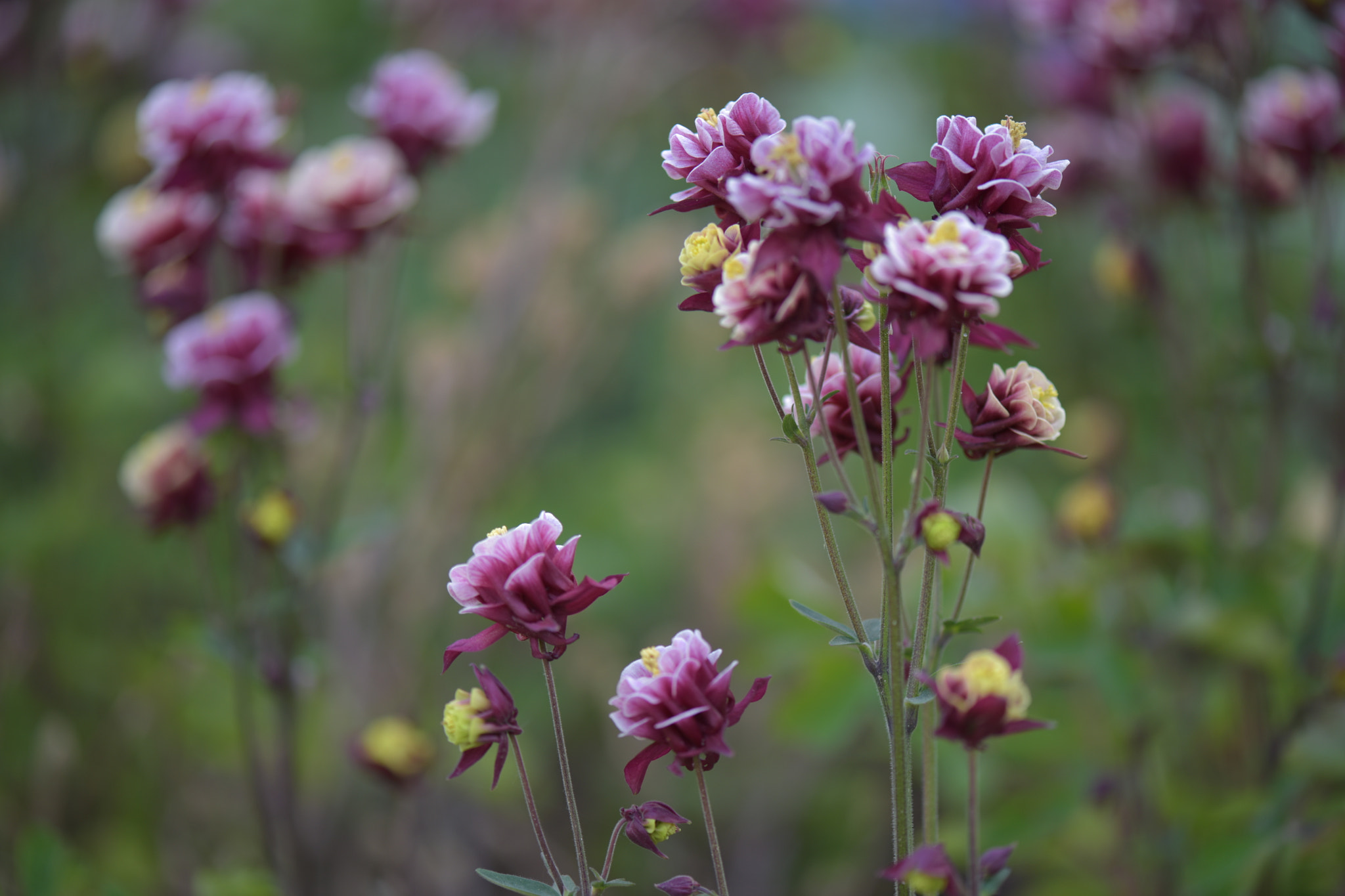 Nikon AF-S Micro-Nikkor 105mm F2.8G IF-ED VR sample photo
