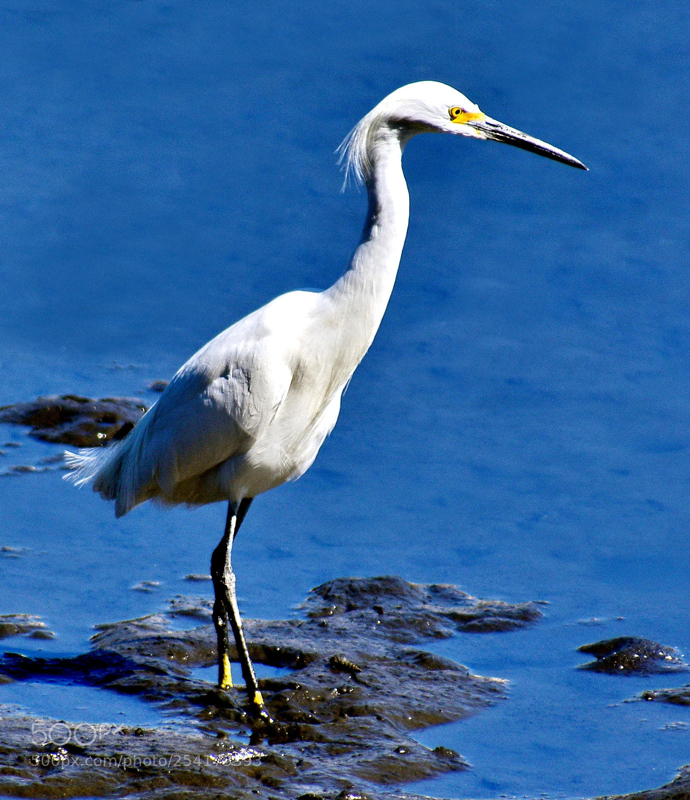 Nikon D7200 sample photo. A white egret walking photography