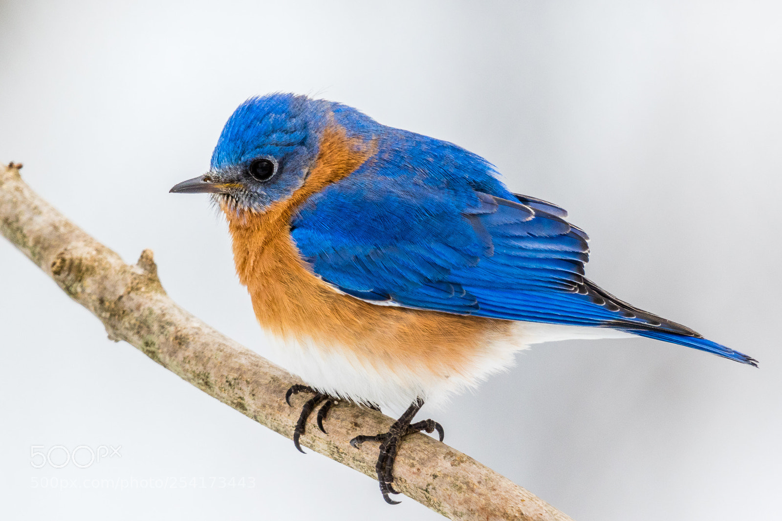 Canon EOS 7D Mark II sample photo. Eastern bluebird photography