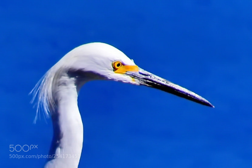 Nikon D7200 sample photo. A white egret :portrait photography