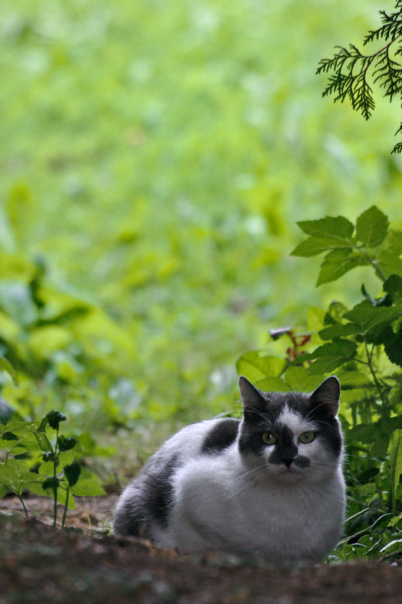 Canon EOS 550D (EOS Rebel T2i / EOS Kiss X4) + Sigma 70-300mm F4-5.6 APO DG Macro sample photo. Cat photography