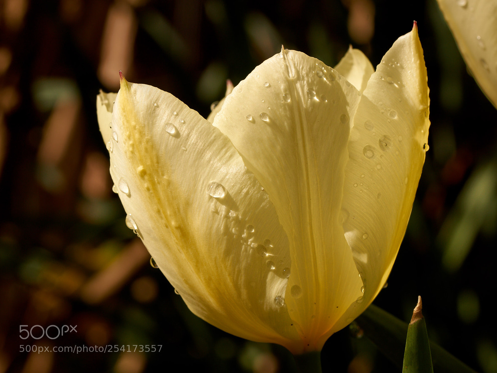 Sony SLT-A65 (SLT-A65V) sample photo. Tulip in the morning photography