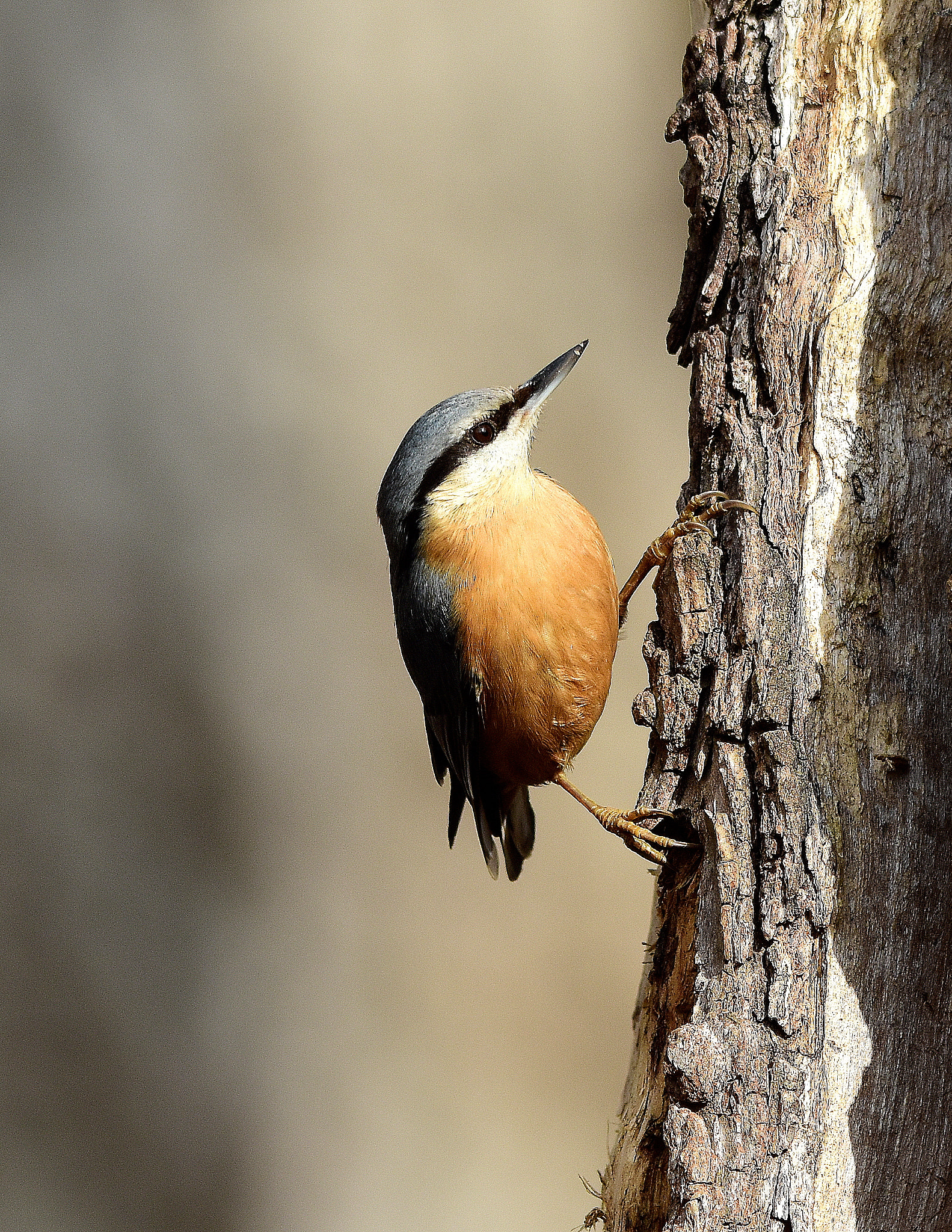 Sigma 150-500mm F5-6.3 DG OS HSM sample photo. Picchio muratore photography