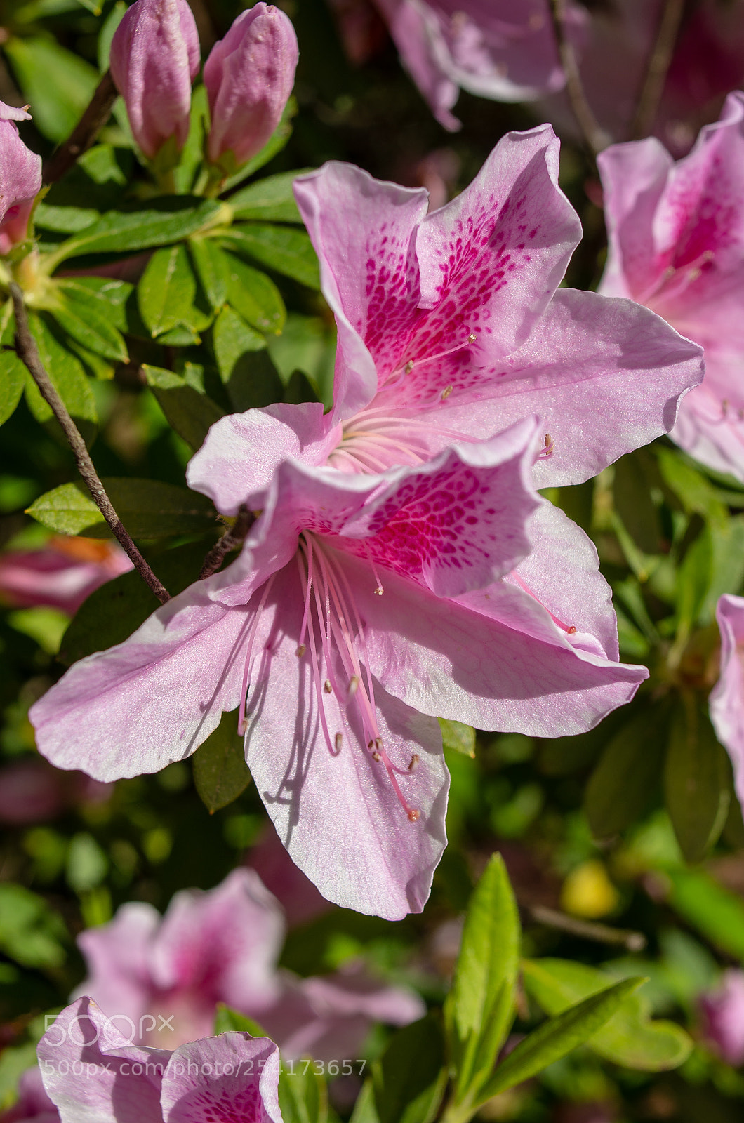 Pentax K-5 sample photo. Azalea photography