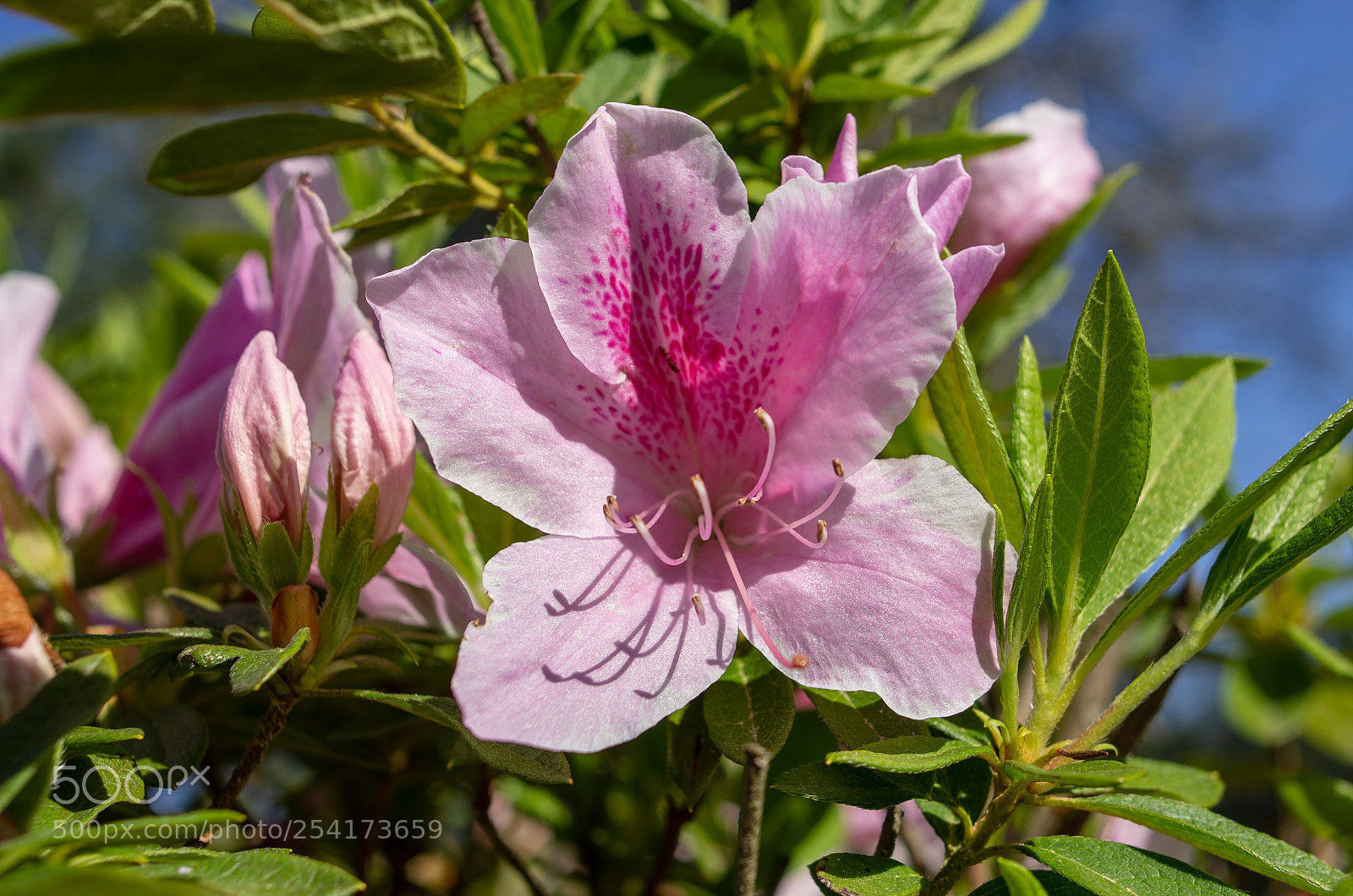 Pentax K-5 sample photo. Azalea photography