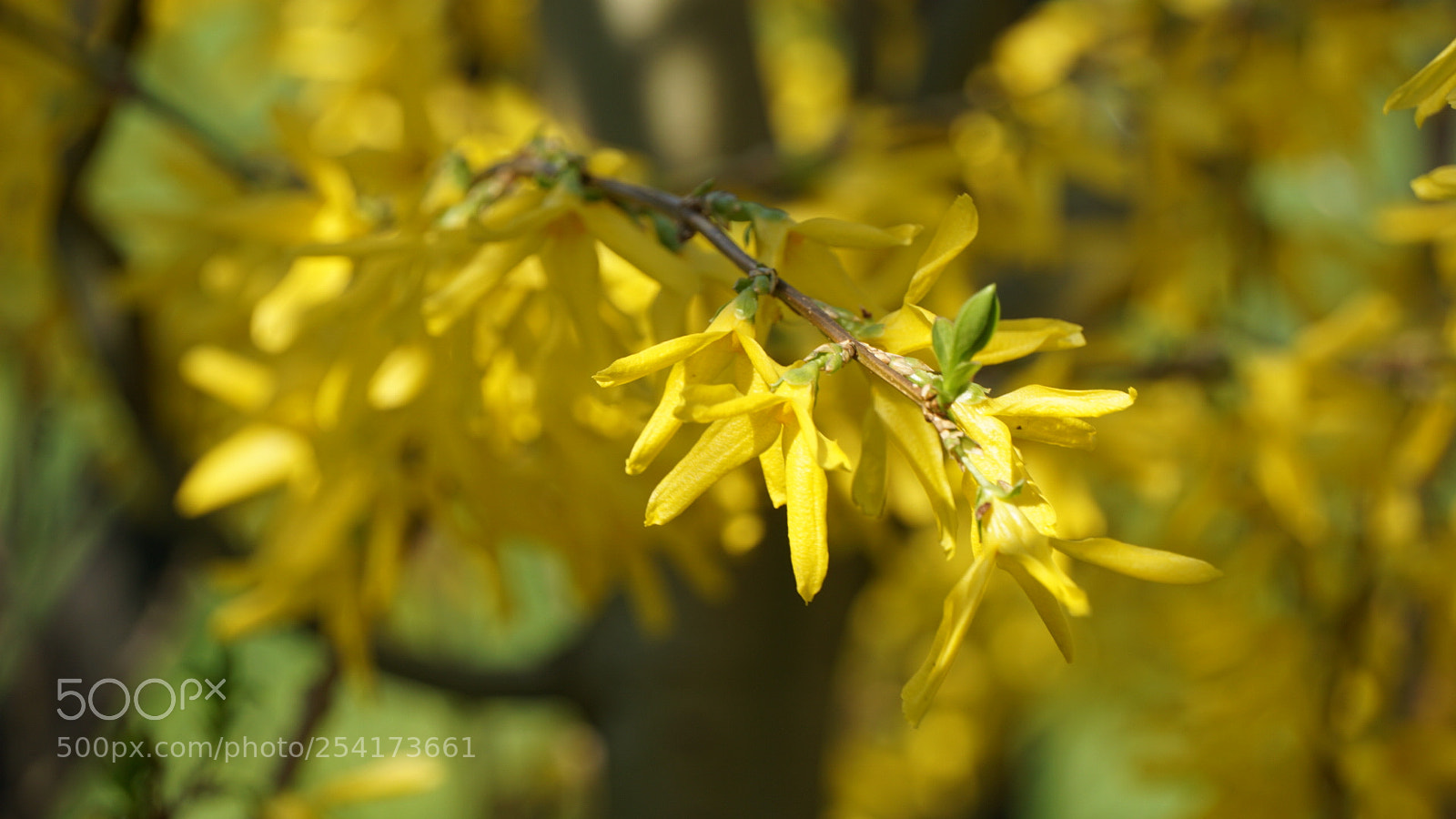 Sony a6000 sample photo. Forsythia photography