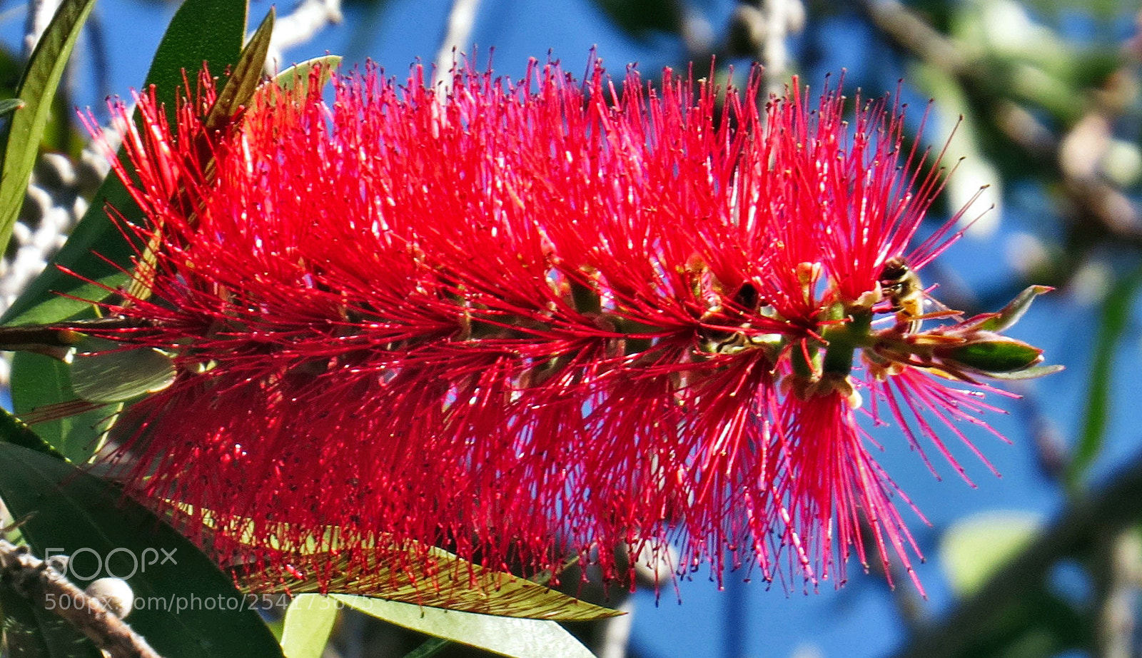 Canon PowerShot SX50 HS sample photo. A red bush flower photography