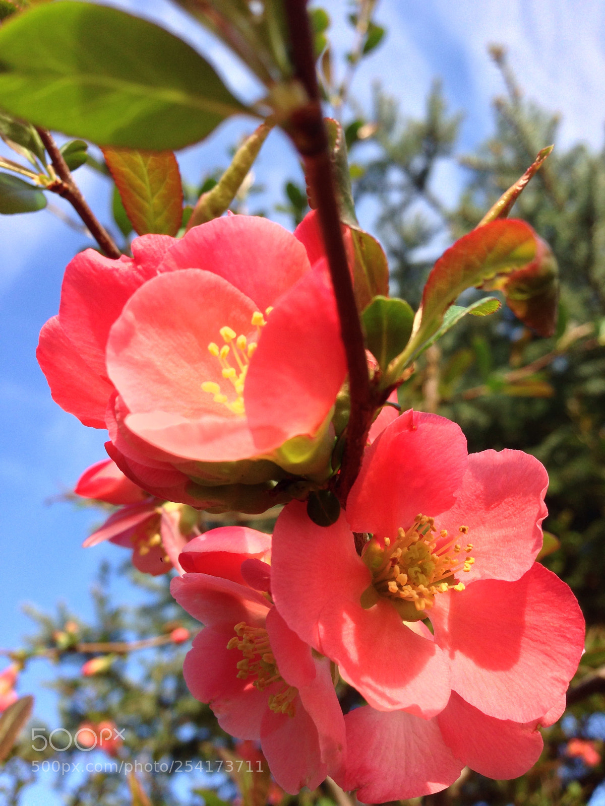 Apple iPhone 5 sample photo. Spring photography