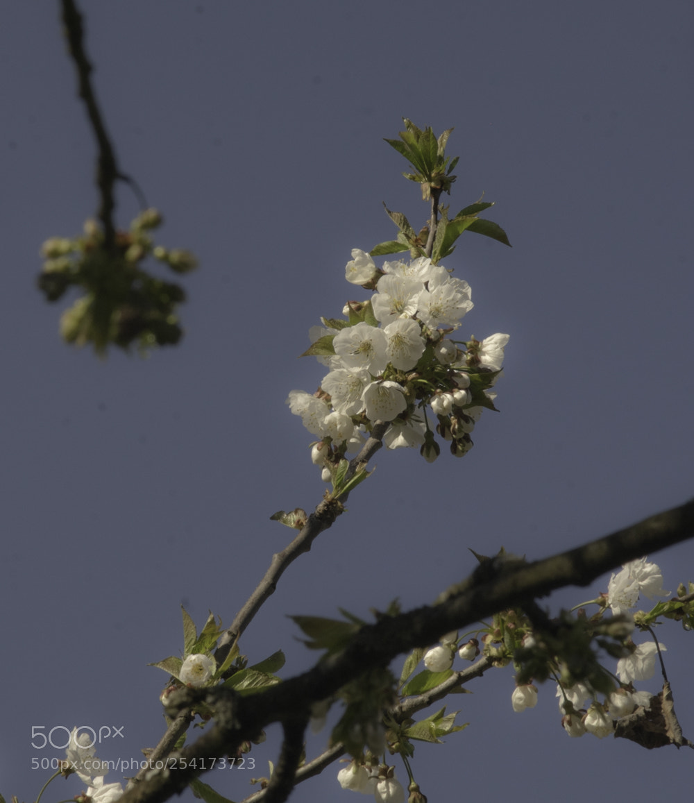 Fujifilm X-T1 sample photo. Aufwärts photography
