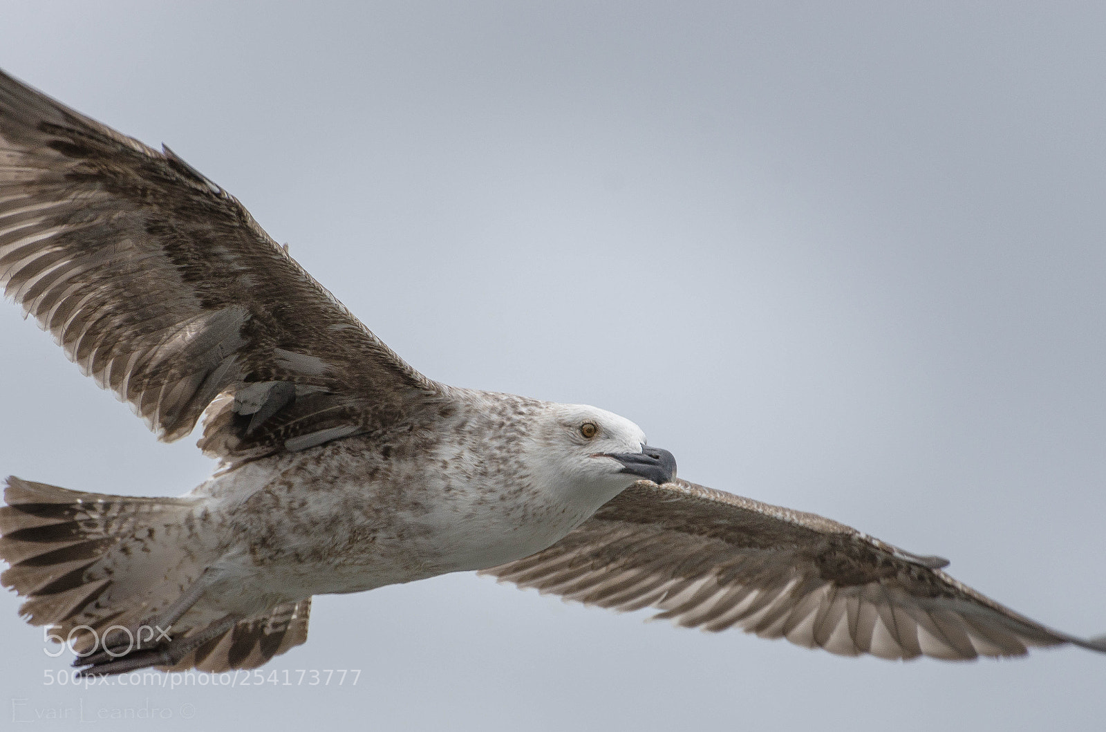 Nikon D7000 sample photo. Flying down photography